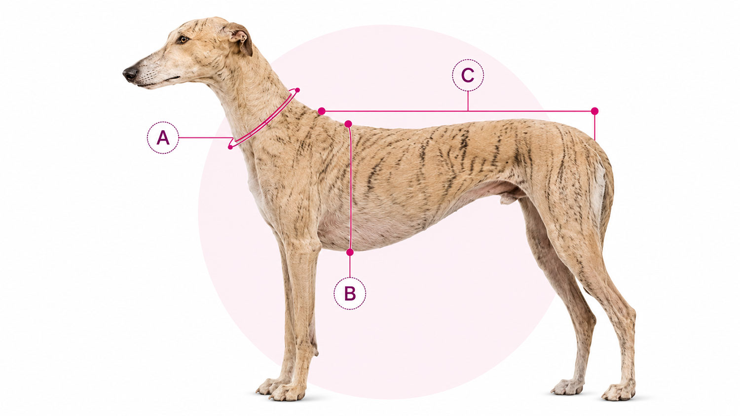 Cómo medir a tu galgo: cuello, pecho y largo del dorso