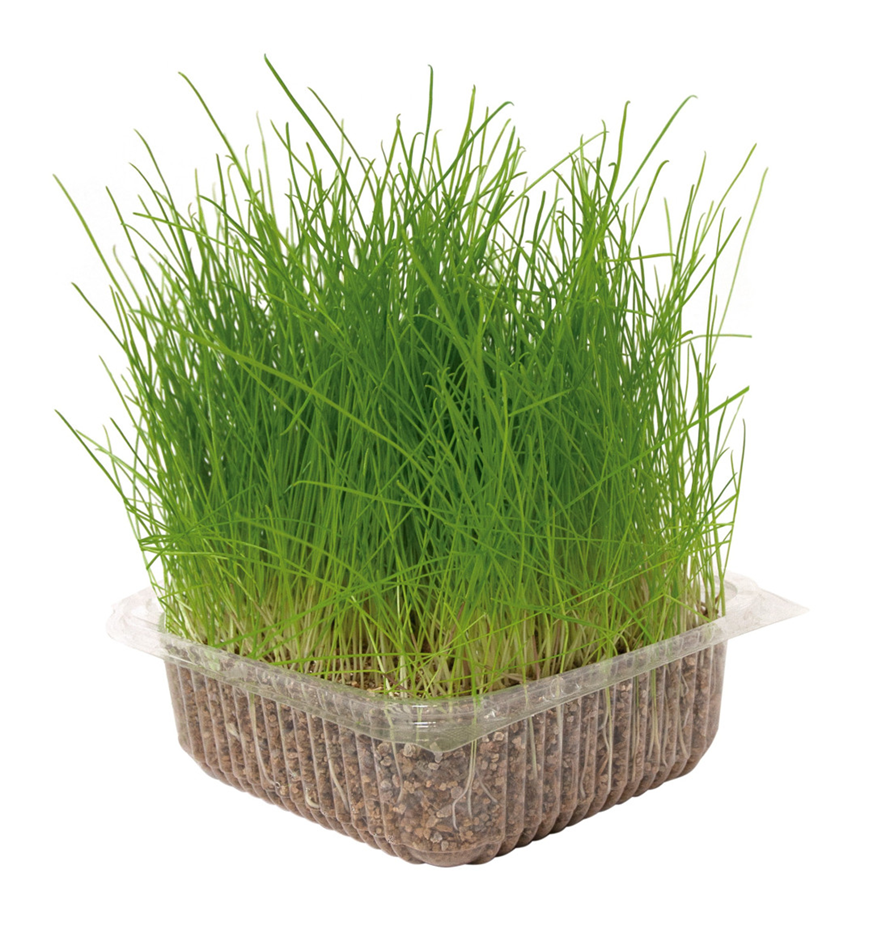 Hierba  natural para gato