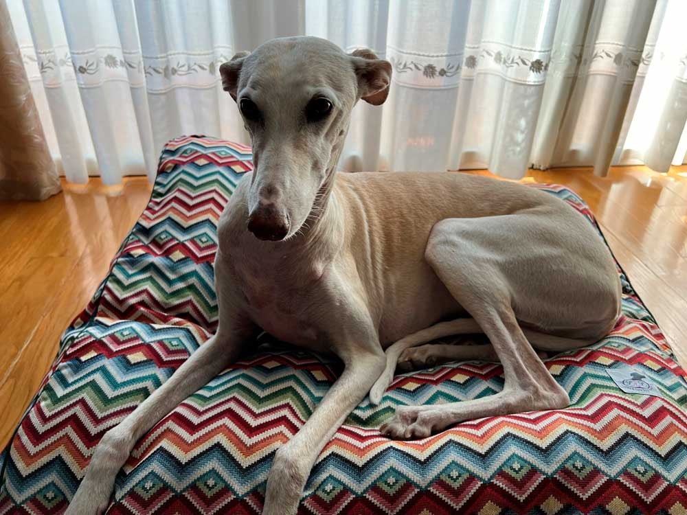 Cama especial para galgo modelo París