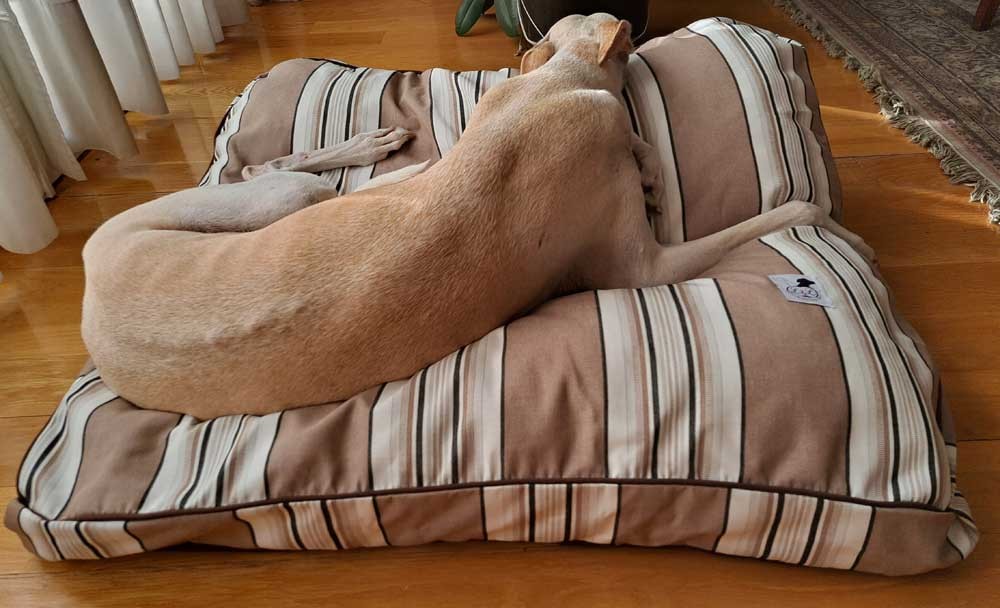 Cama especial para galgo modelo Módena