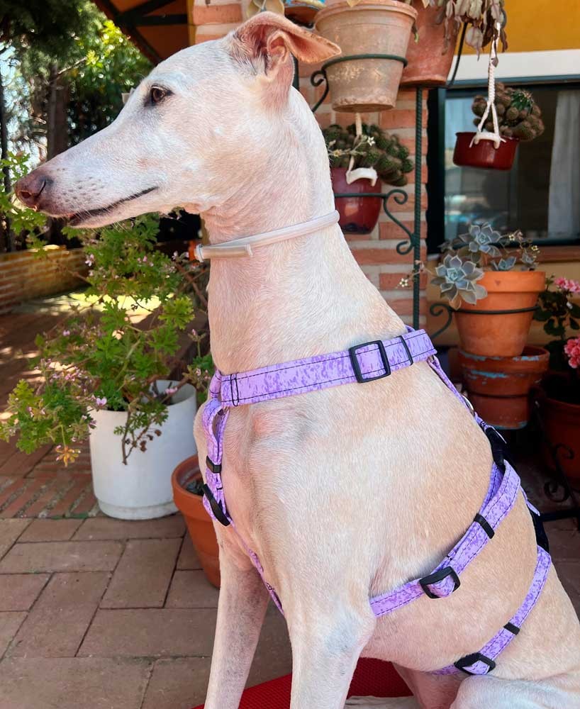 Arnés antiescape especial para galgos malva claro