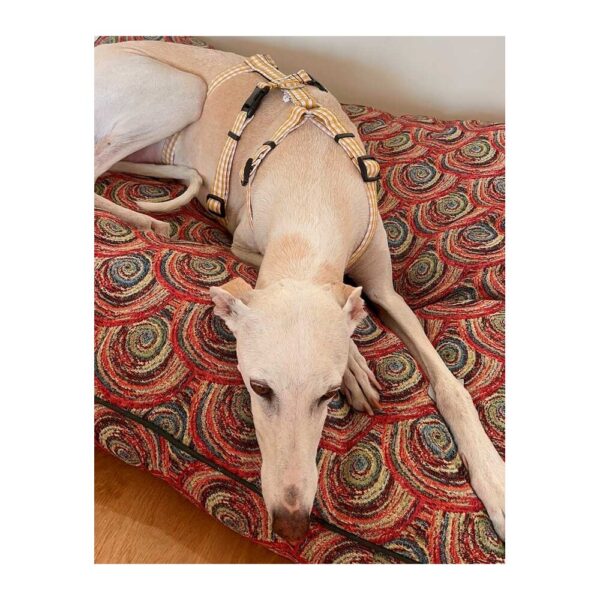 Arnés antiescape especial para galgos cuadros mostaza