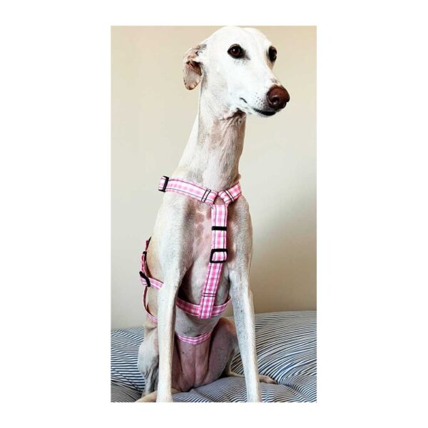 Arnés antiescape especial para galgos cuadros rosa
