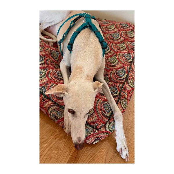Arnés antiescape especial para galgos geometría verde