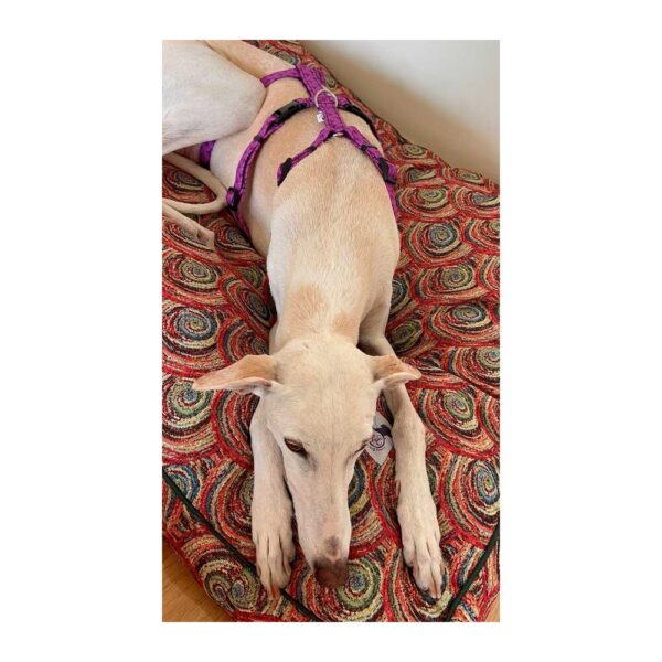Arnés antiescape especial para galgos geometría morado