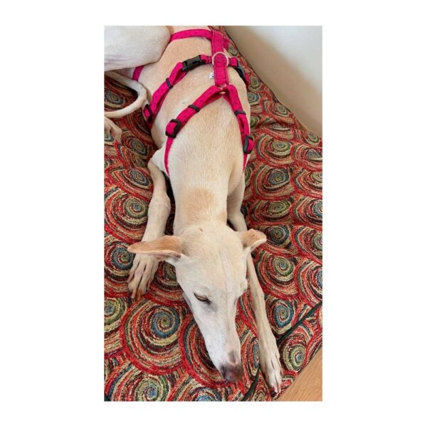 Arnés antiescape especial para galgos geometría fucsia
